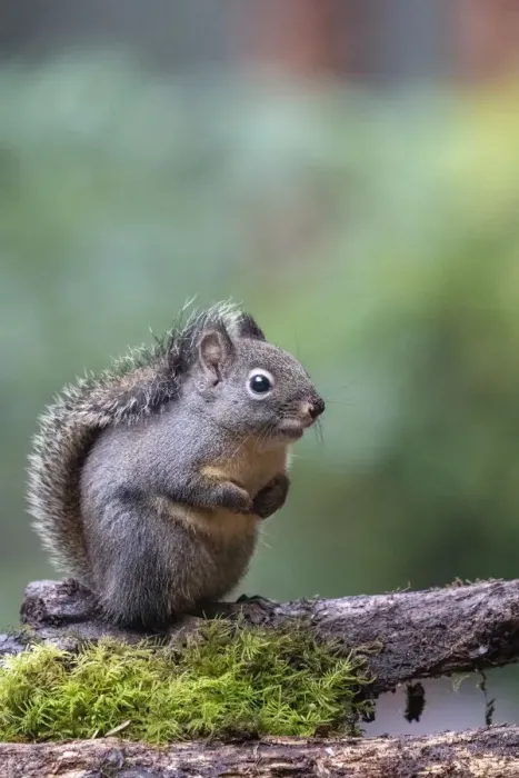 Framed Print : Douglas Squirrel standing on a log