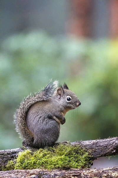 Douglas Squirrel standing on a log