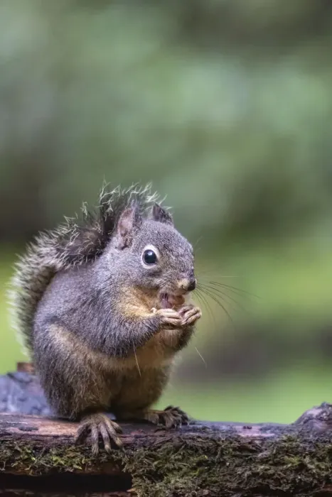Framed Print : Douglas Squirrel standing on a log eating a peanut