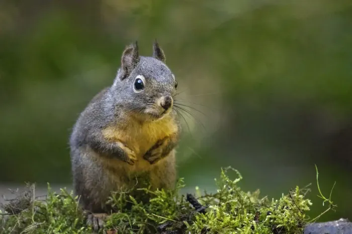 Framed Print : Douglas Squirrel standing on back paws on a moss-covered log Framed Print : Douglas Squirrel standing on back paws on a moss-covered log