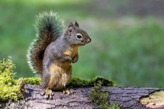 Framed Print : Douglas Squirrel standing on back paws on a moss-covered log Framed Print : Douglas Squirrel standing on back paws on a moss-covered log