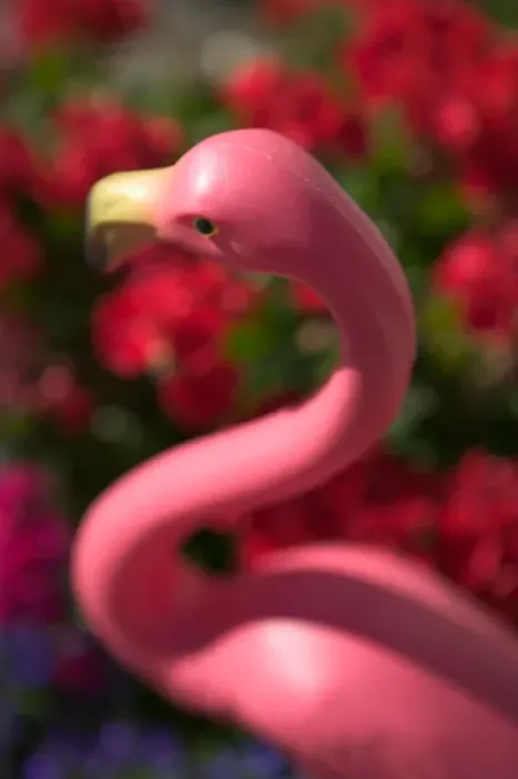 Framed Print : 06. USA, California, Sonoma Valley, Sonoma: Downtown Sonoma Pink Lawn Flamingo Framed Print : 06. USA, California, Sonoma Valley, Sonoma: Downtown Sonoma Pink Lawn Flamingo