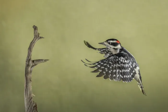 Framed Print : Downy woodpecker flying