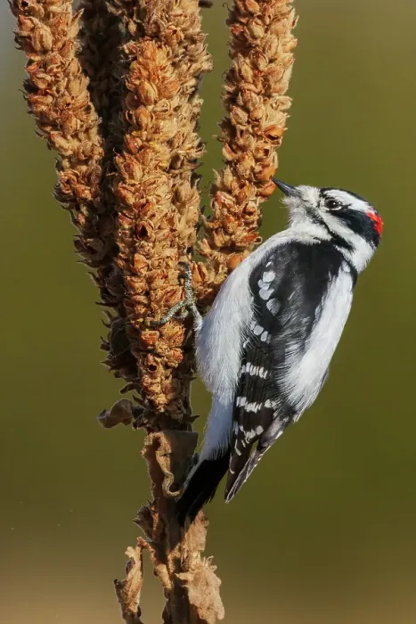 Framed Print : Downy woodpecker looking for Mullen seeds in Montana Framed Print : Downy woodpecker looking for Mullen seeds in Montana