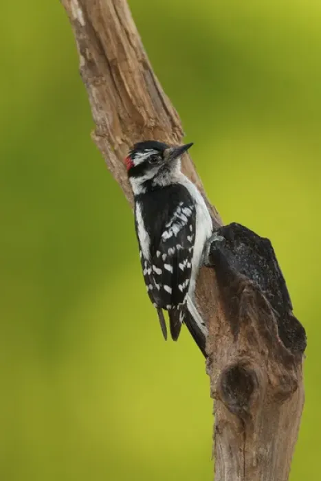 Framed Print : Downy Woodpecker, Picoides pubescens Framed Print : Downy Woodpecker, Picoides pubescens