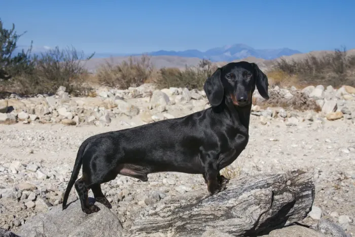 Framed Print : Doxen in the desert