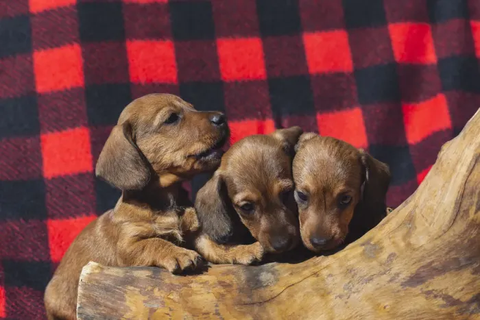 Framed Print : Doxen Puppies Framed Print : Doxen Puppies