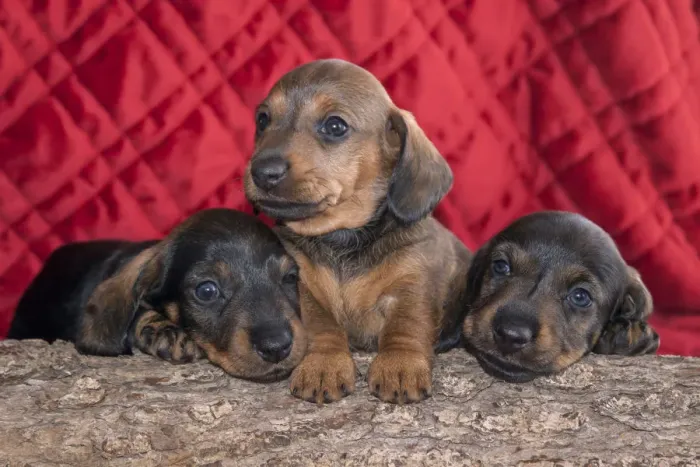 Framed Print : Doxen Puppies on log MR Framed Print : Doxen Puppies on log MR