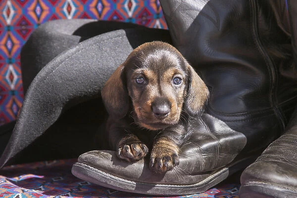 Doxen Puppy on cowboy boot MR