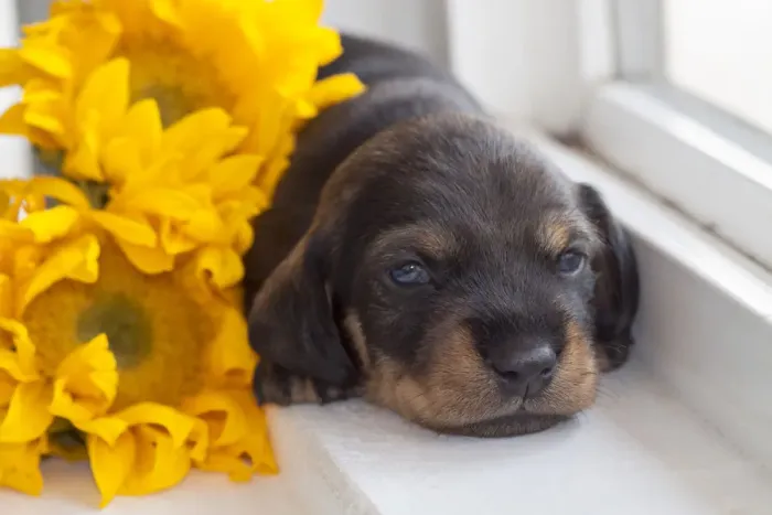Framed Print : Doxen Puppy with sunflower MR Framed Print : Doxen Puppy with sunflower MR