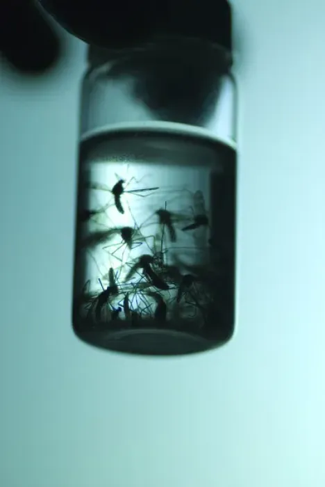 Framed Print : Dr. John McLean collecting mosquitos in alcohol, attracting them using black light