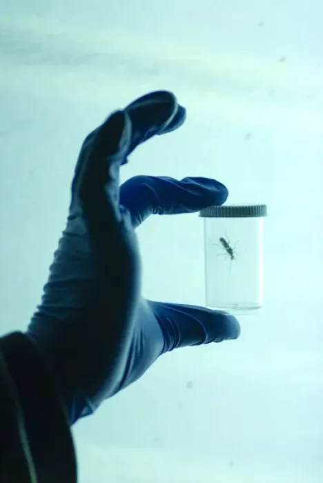 Framed Print : Dr. John McLean holding a container of live insect specimen, attracting them using black light Framed Print : Dr. John McLean holding a container of live insect specimen, attracting them using black light