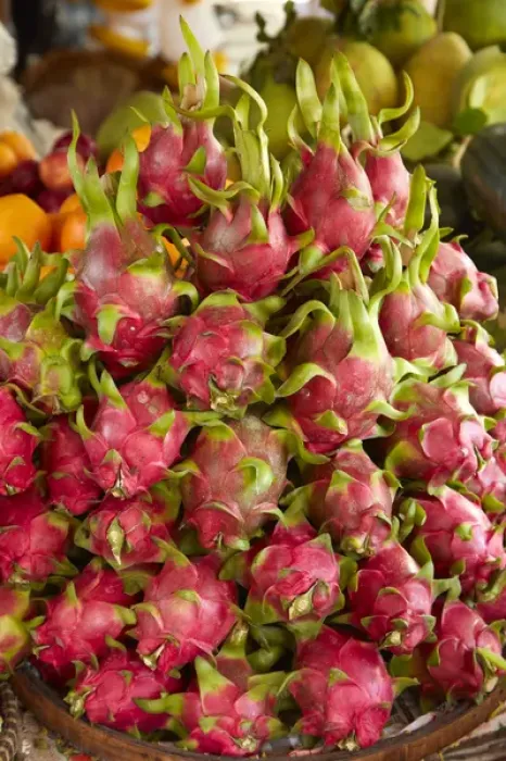 Framed Print : Dragon fruit, Can Duoc Market, Long An Province, Mekong Delta, Vietnam Framed Print : Dragon fruit, Can Duoc Market, Long An Province, Mekong Delta, Vietnam