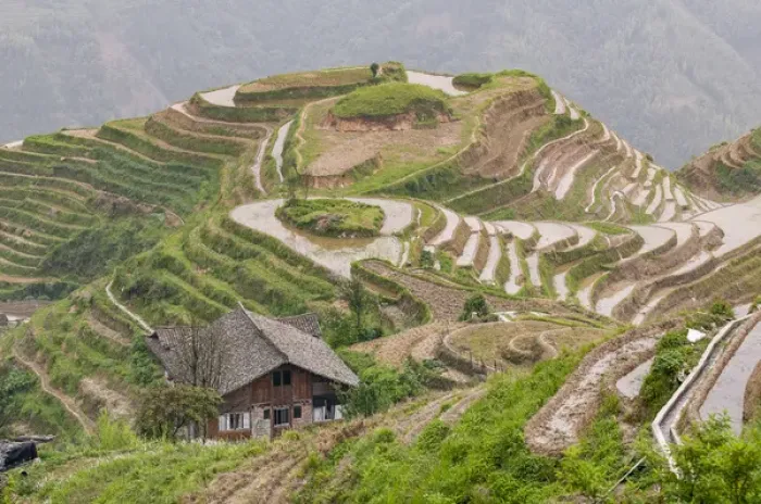 Framed Print : Dragon Spine Rice Terraces Longsheng, China Framed Print : Dragon Spine Rice Terraces Longsheng, China