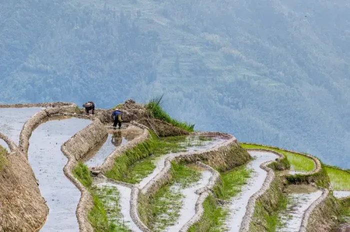 Framed Print : Dragon Spine Rice Terraces Longsheng, China Framed Print : Dragon Spine Rice Terraces Longsheng, China