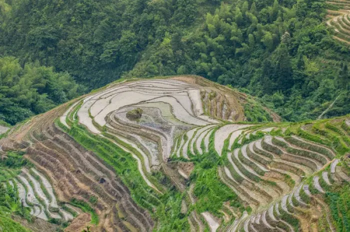 Framed Print : Dragon Spine Rice Terraces Longsheng, China Framed Print : Dragon Spine Rice Terraces Longsheng, China