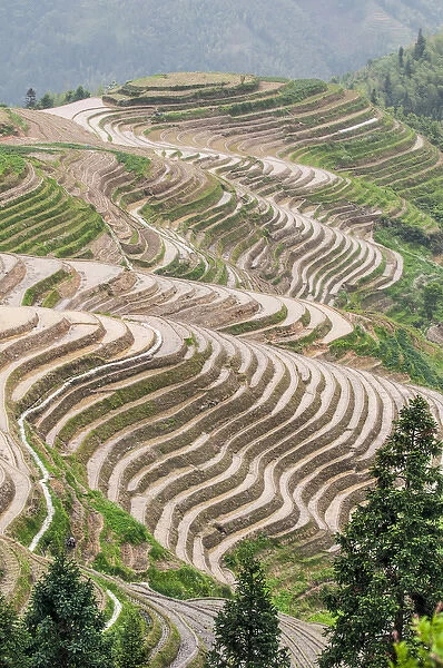 Dragon Spine Rice Terraces Longsheng, China