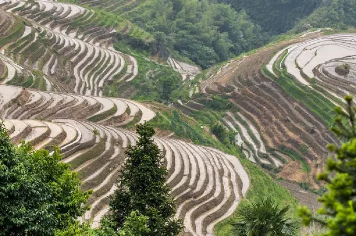 Framed Print : Dragon Spine Rice Terraces Longsheng, China