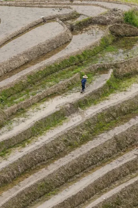 Framed Print : Dragon Spine Rice Terraces Longsheng, China