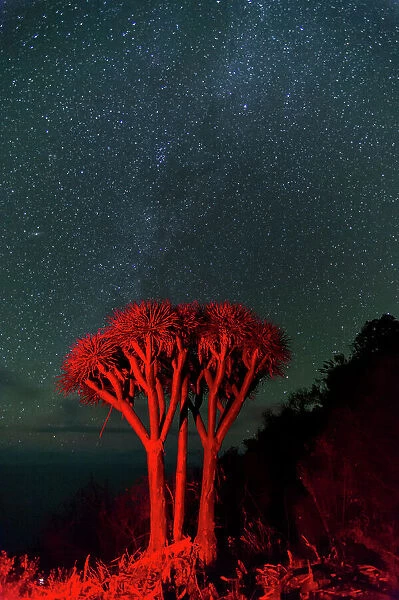 A Dragon tree, Dracaena draco, under a starry sky. La Palma Island, Canary Islands, Spain