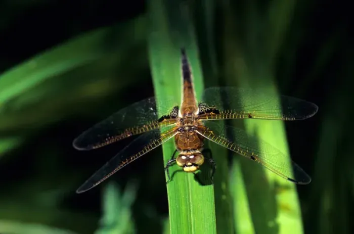 Framed Print : Dragonfly
