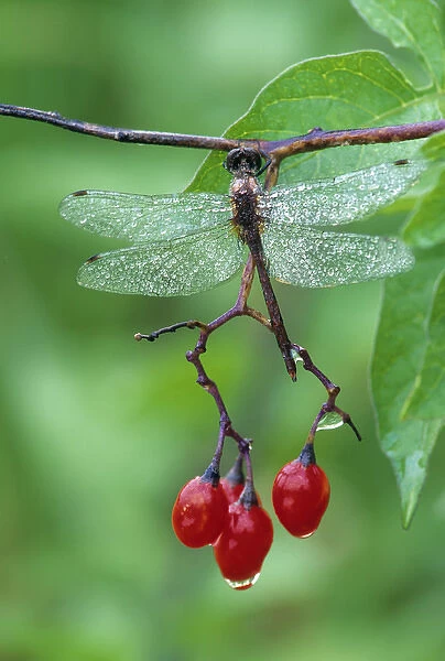 Dragonfly on Branch. Credit as: Nancy Rotenberg  /  Jaynes Gallery  /  DanitaDelimont