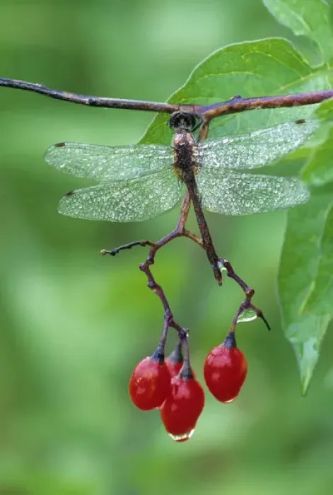 Framed Print : Dragonfly on Branch. Credit as: Nancy Rotenberg  /  Jaynes Gallery  /  DanitaDelimont