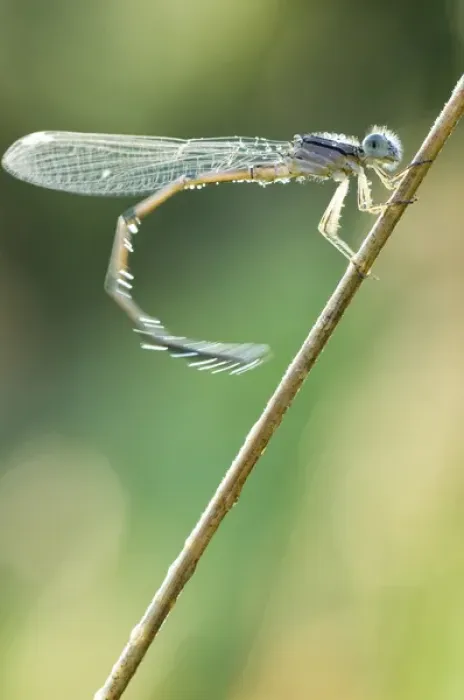 Framed Print : Dragonfly, Unionville, Ontario