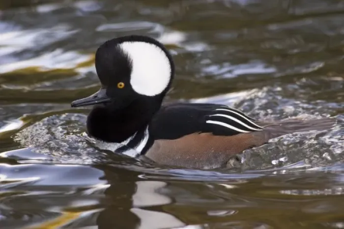 Framed Print : A drake Hooded Merganser (Lophodytes cucullatus)