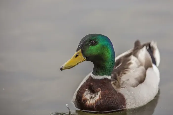 Framed Print : A Drake Mallard afloat in the waters of Lake Murray, San Diego California
