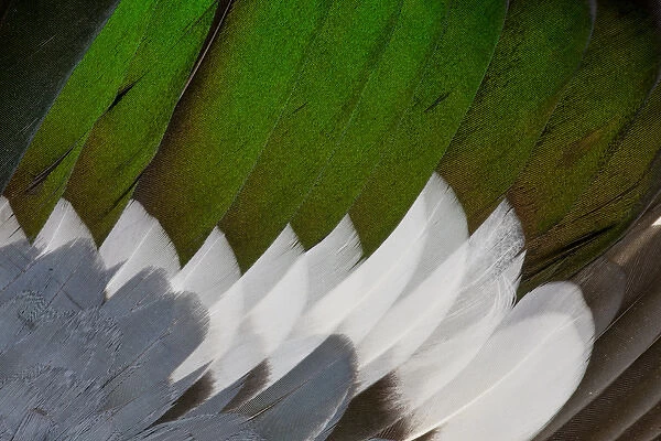 Drake Northern Shoveler wing feathers fanned out