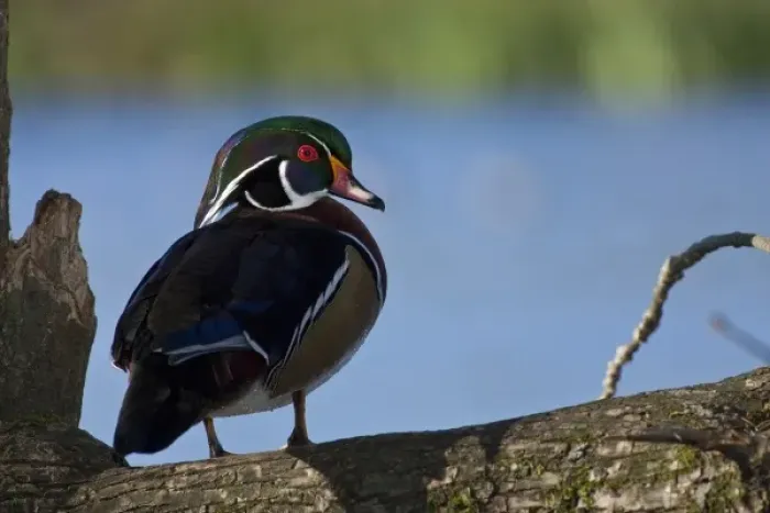 Framed Print : A drake Wood Duck (Aix sponsa) Framed Print : A drake Wood Duck (Aix sponsa)