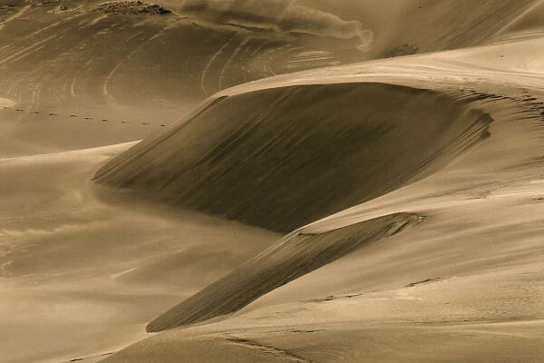 Drifting dunes, John Dellenback Dunes, Siuslaw National Forest, Coos County, Oregon