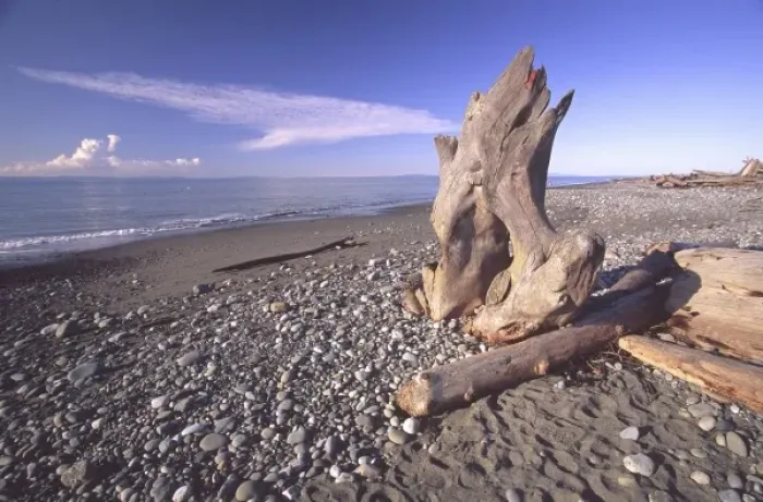 Framed Print : Driftwood and Blue Skies on the Dungeness Spit, Dungeness National Wildlife Refuge Framed Print : Driftwood and Blue Skies on the Dungeness Spit, Dungeness National Wildlife Refuge