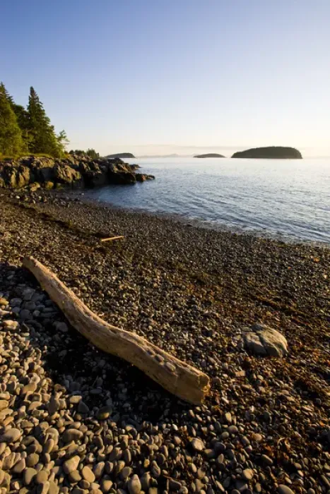 Framed Print : Driftwood on a cobble stone beach at Dorr Point in Maines Acadia National Park