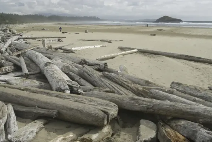 Framed Print : Driftwood at Long Beach, Tofino, British Columbia, Canada, September 2006 Framed Print : Driftwood at Long Beach, Tofino, British Columbia, Canada, September 2006