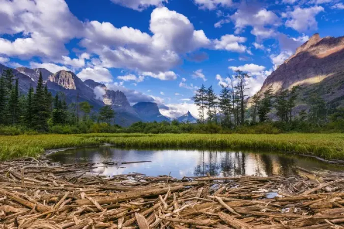 Framed Print : Driftwood and pond, Saint Mary Lake, Glacier National Park, Montana Framed Print : Driftwood and pond, Saint Mary Lake, Glacier National Park, Montana