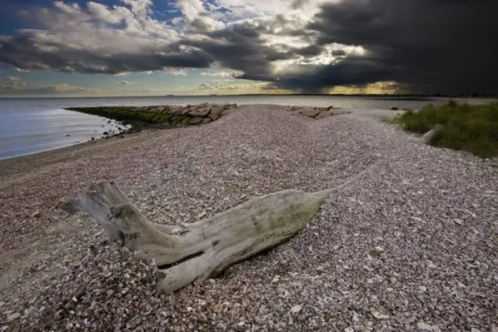 Framed Print : Driftwood on the shell-covered Long Beach in Stratford, Connecticut. Adjacent to Framed Print : Driftwood on the shell-covered Long Beach in Stratford, Connecticut. Adjacent to
