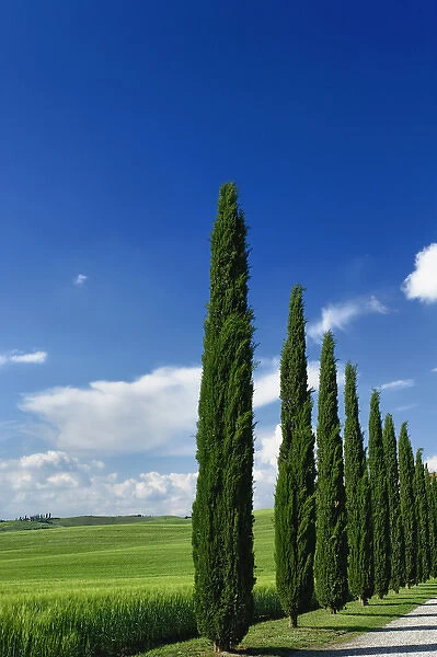Driveway lined with stately cypress trees, Tuscany, Italy