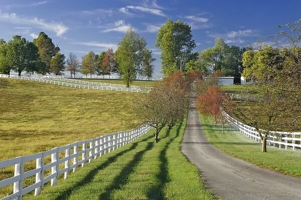 Driveway, Manchester Horse farm, Lexington, Kentucky