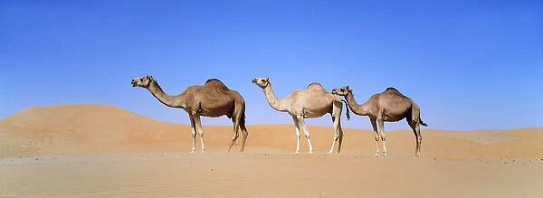 Dromedary camel (Camelus dromedarius) in the Rub al-Khali, United Arab Emirates, Middle East