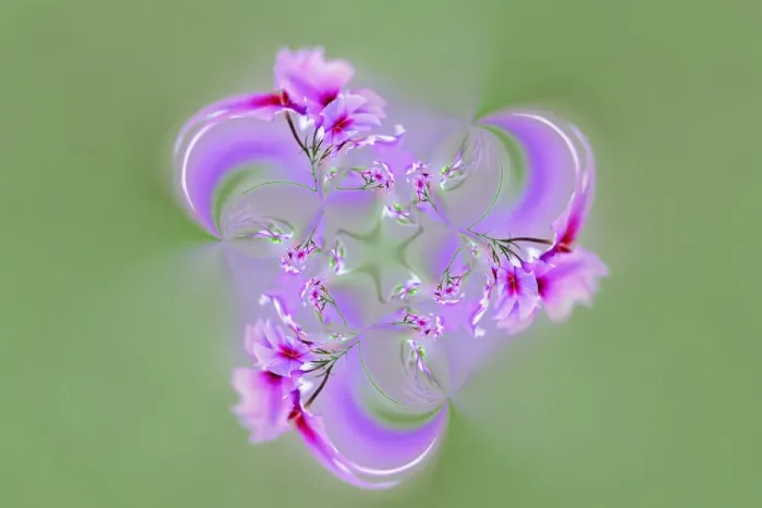 Framed Print : Drummond Phlox, Hilton Head Island, South Carolina Framed Print : Drummond Phlox, Hilton Head Island, South Carolina