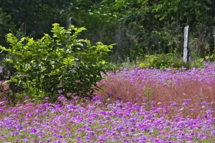 Framed Print : Drummond Phlox, Phlox drummondi, Hilton Head Island, South Carolina