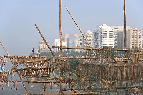 Drying fish on the waterfront, modern highrises in the distance, Mumbai, India