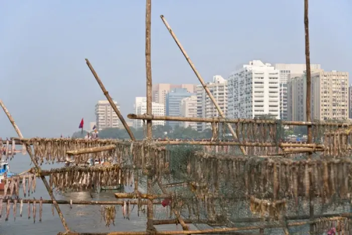 Framed Print : Drying fish on the waterfront, modern highrises in the distance, Mumbai, India Framed Print : Drying fish on the waterfront, modern highrises in the distance, Mumbai, India