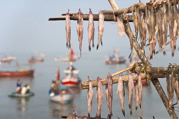 Drying fish on the waterfront, Mumbai, India