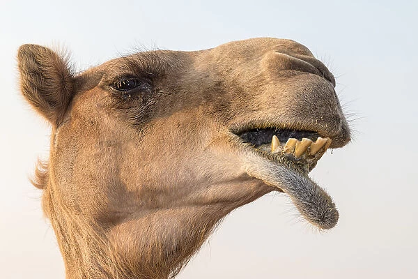 Dubai, UAE. Close-up of a camel
