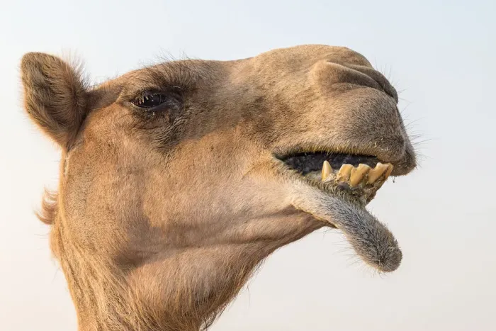 Framed Print : Dubai, UAE. Close-up of a camel Framed Print : Dubai, UAE. Close-up of a camel