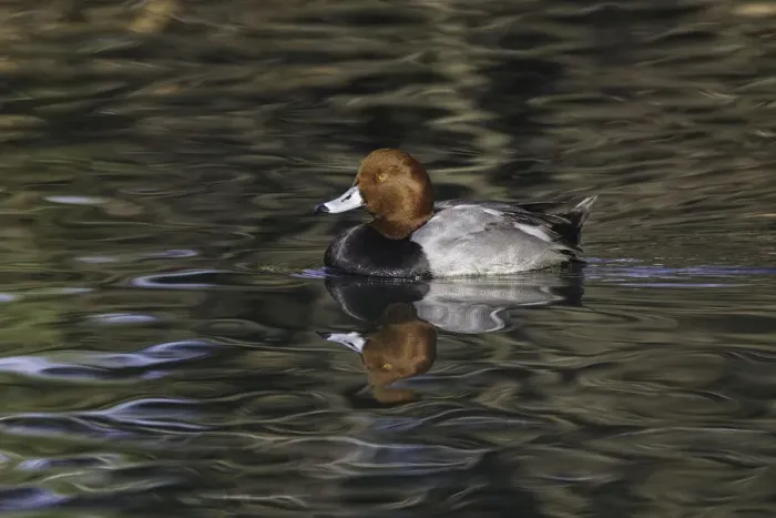 Framed Print : Duck swimming in autumn water