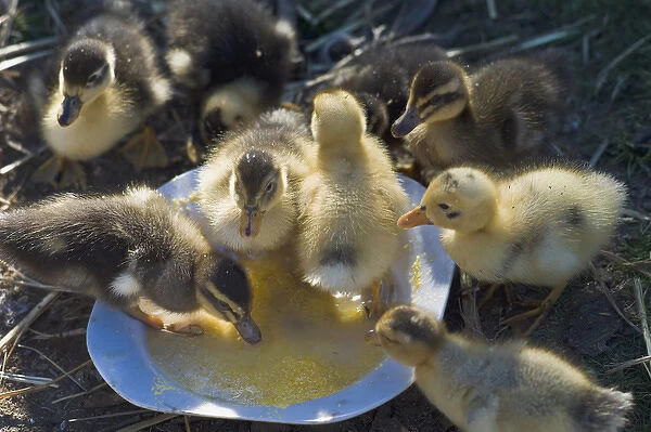 Ducklings feeding, Lago Negro, Chile